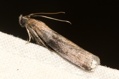 Sciota fumella