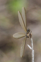 Hodotermes mossambicus