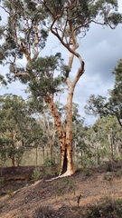 Eucalyptus wandoo