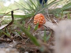 Agaricus trisulphuratus