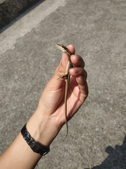Takydromus kuehnei