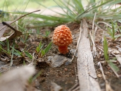 Agaricus trisulphuratus