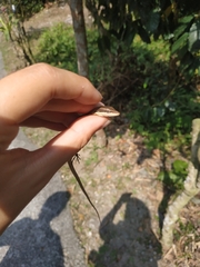 Takydromus kuehnei