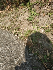 Takydromus kuehnei