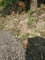 Takydromus kuehnei