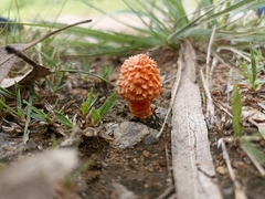 Agaricus trisulphuratus