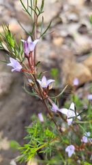 Cyanothamnus ramosus ramosa