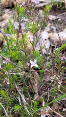 Cyanothamnus ramosus ramosa
