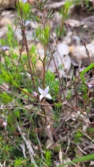 Cyanothamnus ramosus ramosa