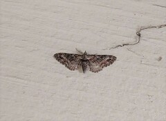 Eupithecia rotundopuncta