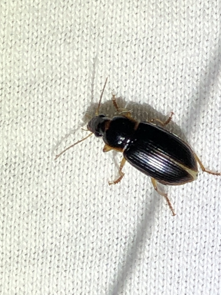 Notiobia terminata