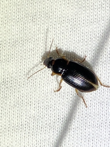Notiobia terminata