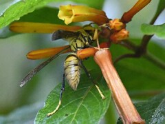 Polistes olivaceus