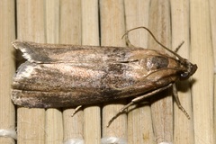 Sciota fumella