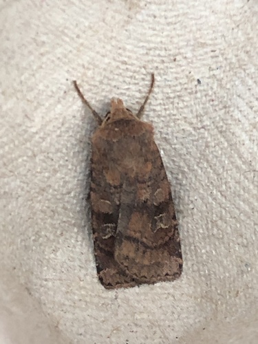 Small Square-spot