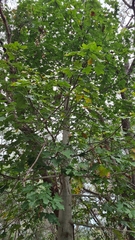 Brachychiton australis