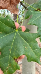 Brachychiton australis