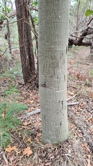 Brachychiton australis