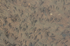 Poecilia reticulata