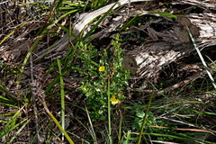 Hibbertia diffusa