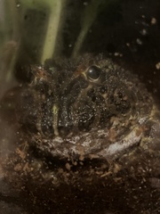 Ceratophrys ornata