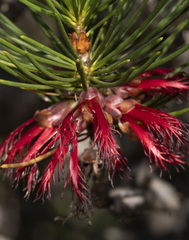 Melaleuca granitica