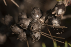 Melaleuca granitica