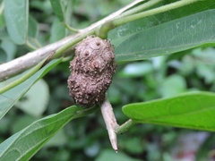Dioscorea pentaphylla