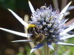 Bombus soroeensis