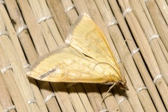 Mecyna flavalis