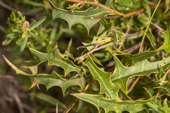 Grevillea quercifolia