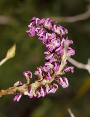 Grevillea quercifolia