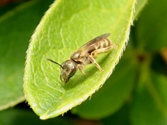 Halictus aerarius