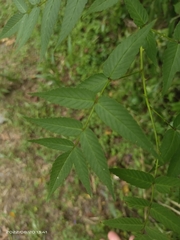 Rubus linearifoliolus