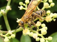 Megacampsomeris prismatica