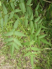 Rubus linearifoliolus