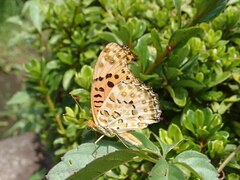 Argynnis hyperbius hyperbius