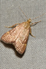 Hypsopygia rubidalis