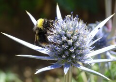 Bombus soroeensis