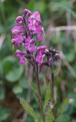 Pedicularis rostratospicata
