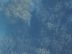 Acanthurus nigricauda