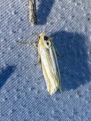 Pelochrista crambitana