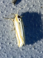 Pelochrista crambitana