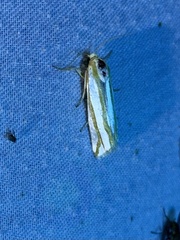 Pelochrista crambitana