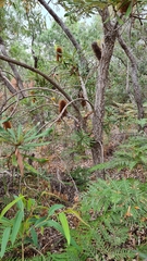 Banksia integrifolia compar