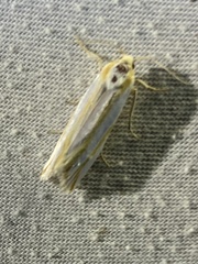 Pelochrista crambitana