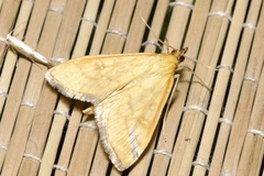 Mecyna flavalis