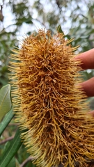 Banksia integrifolia compar