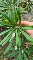 Banksia integrifolia compar