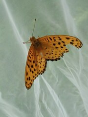 Argynnis hyperbius hyperbius